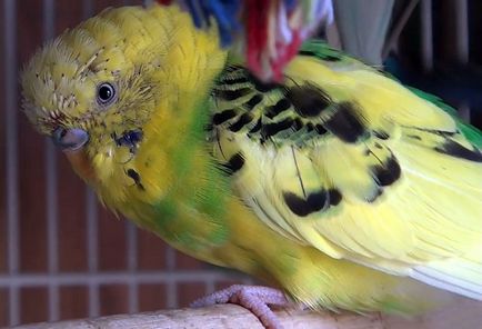 Molt a törpepapagájok amikor vedlik budgies (fotók) (fading) Molt a törpepapagájok amikor vedlik budgies (Fotók)