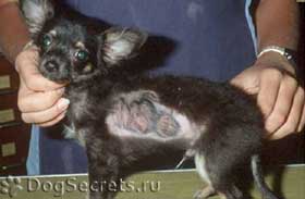 Microsporia kutyák tünetei, kezelése