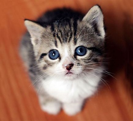 Aranyos macska egy kancsal, akik szeretik, és az ideiglenes tartózkodási