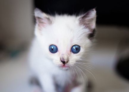 Aranyos macska egy kancsal, akik szeretik, és az ideiglenes tartózkodási