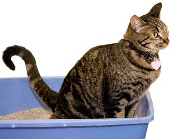 Macskák alsó húgyúti betegség tünetei és a kezelés, a tünetek és a kezelés a takarmány