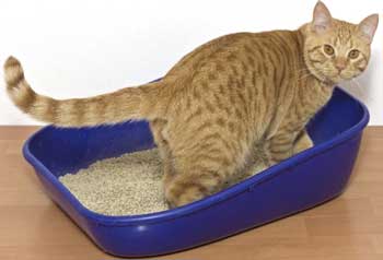 Macskák alsó húgyúti betegség tünetei és a kezelés, a tünetek és a kezelés a takarmány