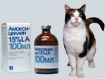 Lehetséges, hogy az amoxicillin macskák, a macska és a macska