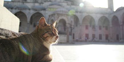 Tudom tartani a házat macska bevihető az iszlámban, ha az értékesítés a házimacskák és egy imát