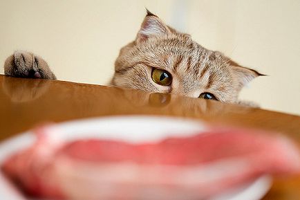 Lehet etetni a macska nyers hús