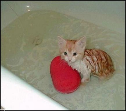 Lehet fürödni a cica