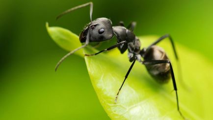 A hangyák a lakásban, hogyan kell kezelni a hangyák a házban, hogyan lehet megszabadulni