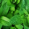 Menta szól a gyógyszer tulajdonságait és ellenjavallatok (menta) Menta szól a gyógyszer tulajdonságait és ellenjavallatok