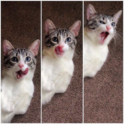 Szokatlan Cat - Star Instagram - humor fm - vezetője humor