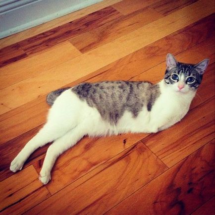 Szokatlan Cat - Star Instagram - humor fm - vezetője humor