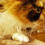 Mit macskák, szórakoztató és informatív blog a ház a felkelő nap