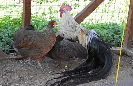 Leírás fajta csirkék phoenix c kép és jellemzők