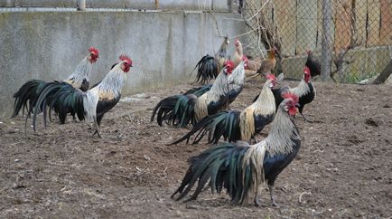 Leírás fajta csirkék phoenix c kép és jellemzők