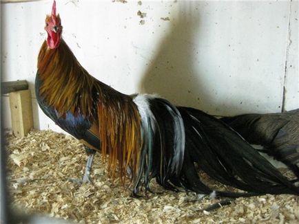Leírás fajta csirkék phoenix c kép és jellemzők (etetés) Leírás fajta csirkék phoenix c kép és jellemzők