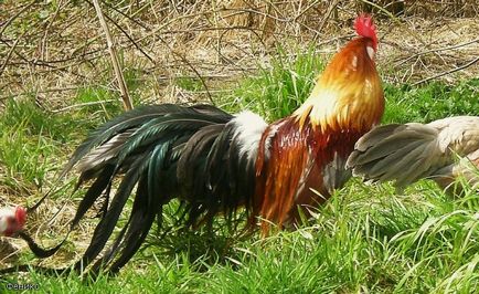 Leírás fajta csirkék phoenix c kép és jellemzők