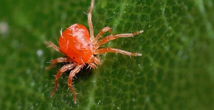 Fő kártevők és hogyan kell kezelni padlizsán (padlizsán palánták kártevők) nekik A fő kártevők padlizsán és hogyan kell harcolni velük