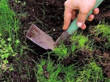 Növényi fokhagyma - ültetés és ápolás a nyílt terepen, fokhagyma fotó, termesztés fokhagyma magról; takarítás