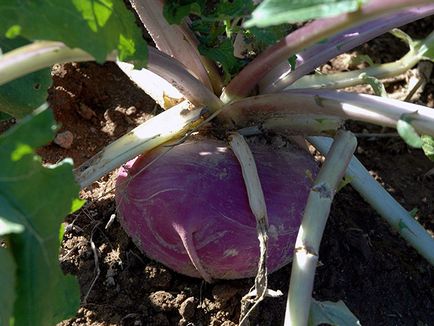 Fehérrépa zöldség - ültetés és ápolás a nyílt terepen, fotó fehérrépa, karalábé növekvő magról;
