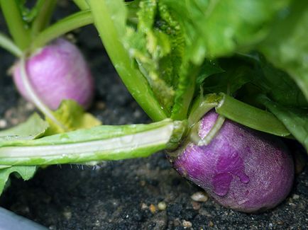 Fehérrépa zöldség - ültetés és ápolás a nyílt terepen, fotó fehérrépa, karalábé növekvő magról;