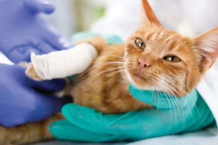 csigolyatörés a macska és a macska a tünetek, a tömörítés típusát, a kezelés, hogyan kell visszaállítani