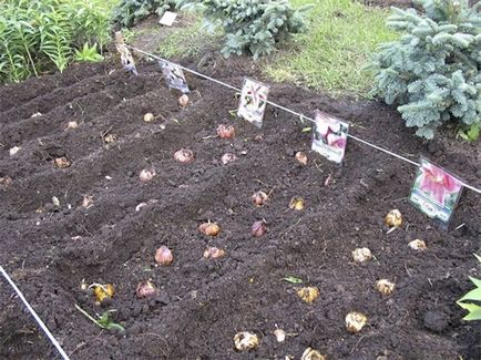 Transzplantációs tulipán, a tenyésztők tippek (izzó) Transzplantációs tulipán, ötletek tenyésztők