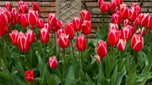 Transzplantációs tulipán, ötletek tenyésztők (matereal ültetés) Transzplantációs tulipán, ötletek tenyésztők