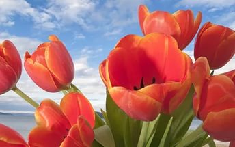 Transzplantációs tulipán, ötletek tenyésztők