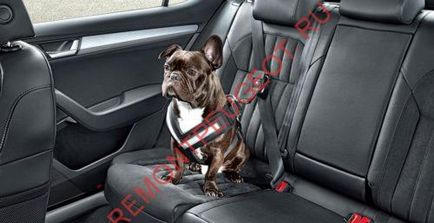 Kocsi kutya a kocsiban - a biztonsági pet utazás
