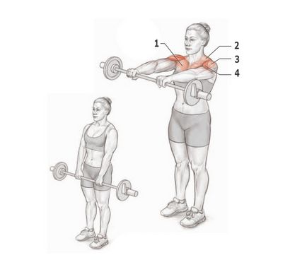 Shoulders - gyakorlat, különösen a testmozgás, az anatómia deltoidok