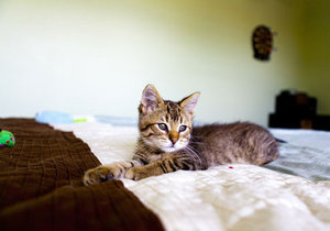Miért egy macskát szar az ágyban, és mit kell csinálni