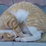 Miért macska alszik egy ember feje fölött lábainál a mester, a háton, a jele, az élén, velem
