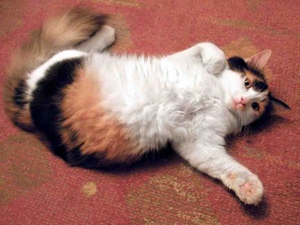 Miért macskák tekercs a földön