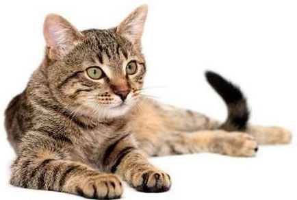 Miért macskák mancs taposó szakértők választ