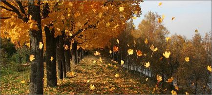 Miért őszi levelek sárgák, és leesik a fák