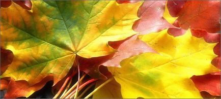 Miért őszi levelek sárgák, és leesik a fák