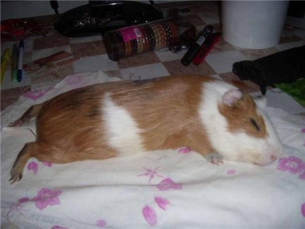 Miért tengerimalacok alszik nyitott szemmel (szem) Miért tengerimalacokat alszik nyitott szemmel