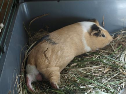 Miért tengerimalacok alszik nyitott szemmel (szem) Miért tengerimalacokat alszik nyitott szemmel