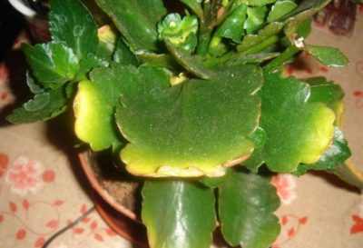 Miért Kalanchoe levelek sárgulnak és száraz
