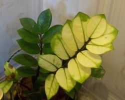 Miért Zamioculcas megsárgul, hervadás, száraz levelek, megfeketedett törzse okoz, mi a teendő, fotó,