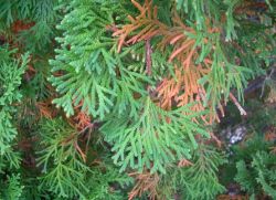 Miért sárga Thuja (miért) Miért sárga Thuja