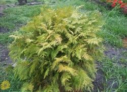 Miért sárga tuja (miért sárga tűk) Miért sárga Thuja