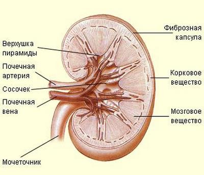 humán vese, a szerkezet működését, egy őszinte beszélgetés (funkciók) humán vese, a szerkezet működését, egy őszinte beszélgetés