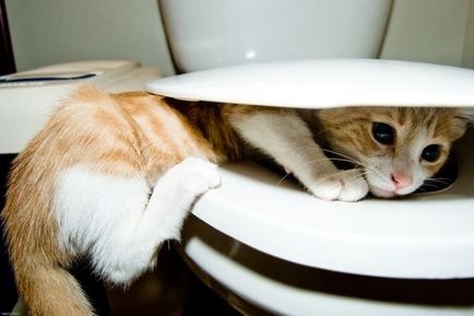 Polyuria - gyakori vizelés macskáknál