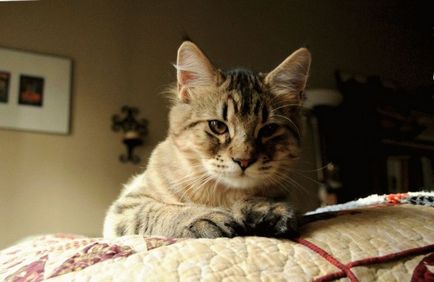 Macska fajták rojt a füle fotók és a tények, site „bögre”