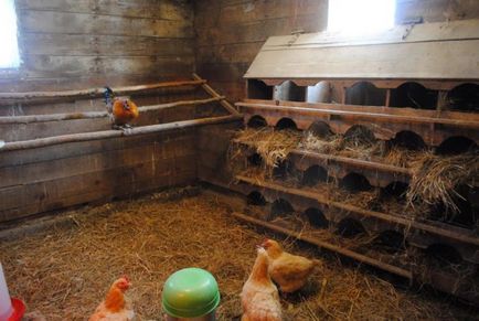 Építs egy tyúkól 10 csirkék saját kezűleg - egy leírást a szekvencia munka