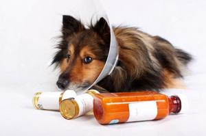 Creolin gyógyszer összetétele és kinevezése, használati utasítások kezelésére állatok és emberek véleménye