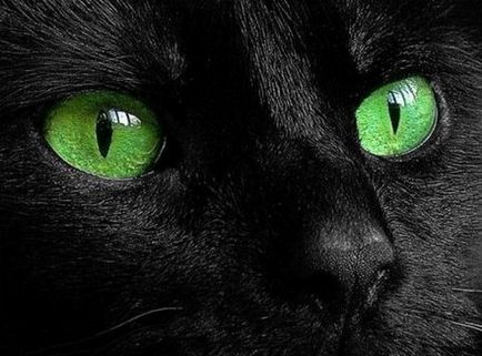 Nézd meg közelről a színe a szemét egy macska