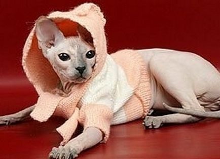 Nézd meg közelről a színe a szemét egy macska (a színe a macska szeme) Nézd meg közelről a színe a szemét egy macska