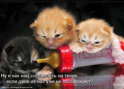 Vicces képek a macskák feliratokkal a funky (35 fotó) - vicces kép és humor