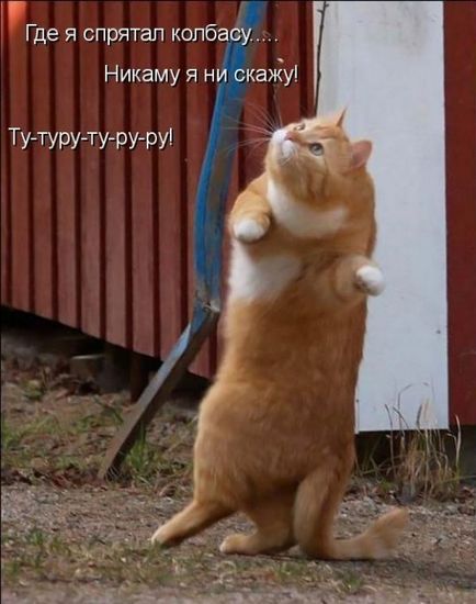 Vicces képek a macskák feliratokkal a funky (35 fotó) - vicces kép és humor